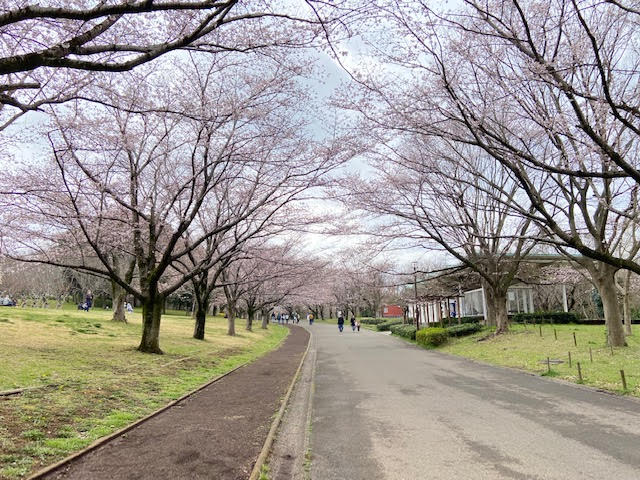 青葉の森公園　遊歩道　桜