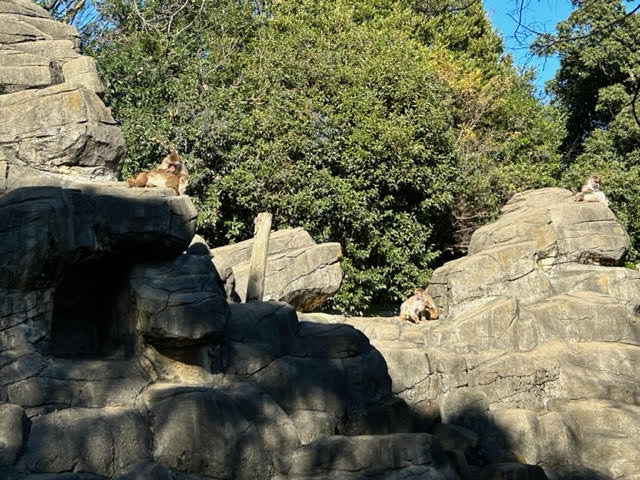 千葉市動物公園　アスレチック　複合遊具　ニホンザル　日本猿　サル山