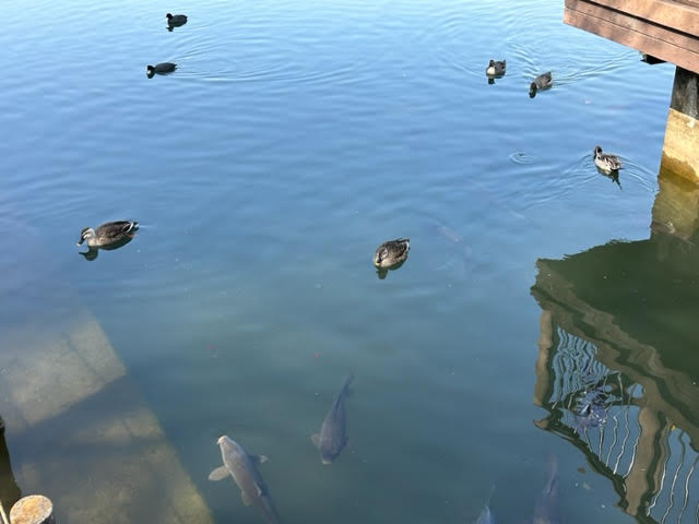 千葉県立柏の葉公園　池　カモ　鯉　コイ