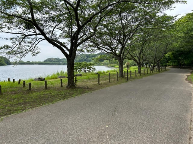 袖ヶ浦公園　散歩　池周辺　ウォーキング