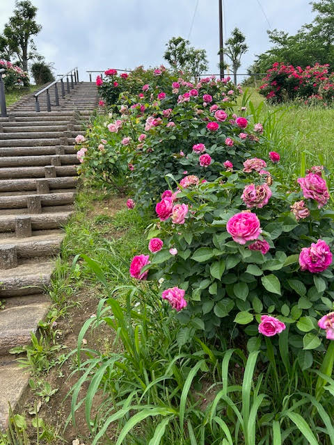 公津の杜公園　景色　バラ