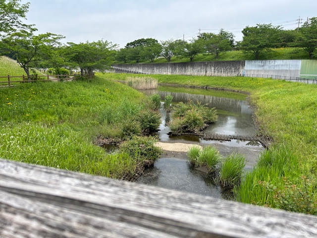 公津の杜公園　景色　調整池　