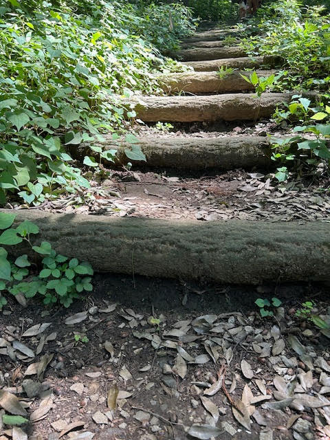 五本松公園　森林浴　遊歩道