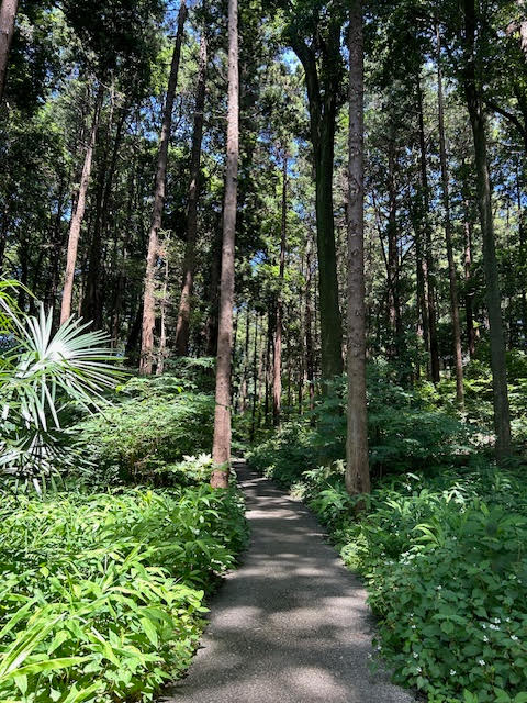 五本松公園　森林浴　遊歩道