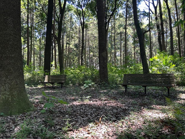 五本松公園　森林浴　ベンチ